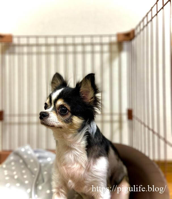 ペット用品 ニトリのペットベッドが最高らしい Pigulife
